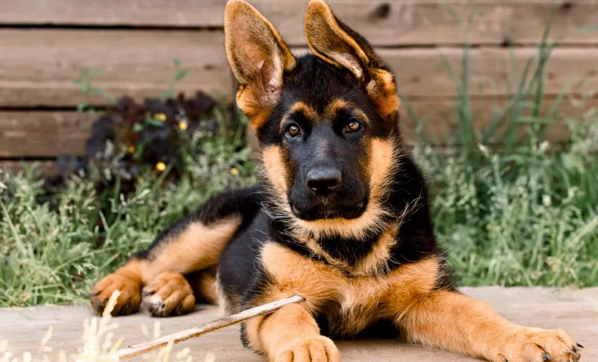 Scegliere il cane giusto per la tua famiglia