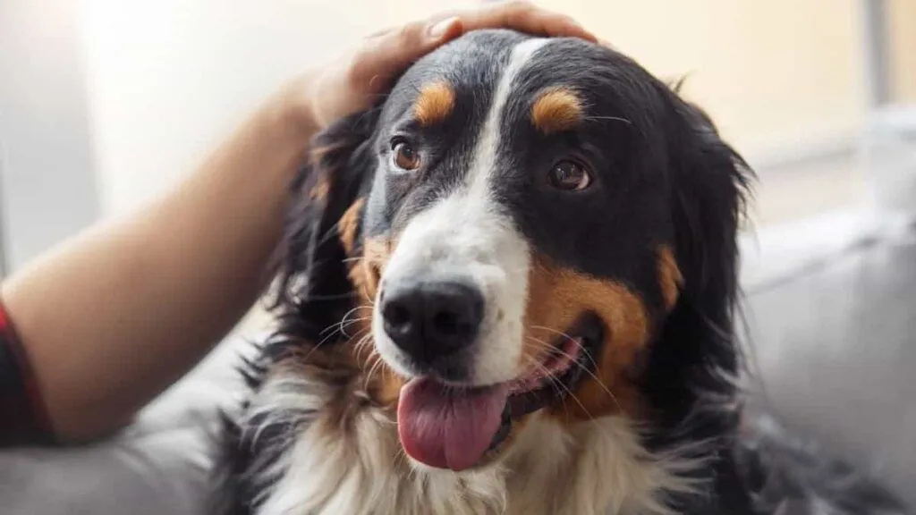 L'importanza delle coccole pre-partenza per il benessere dei cani