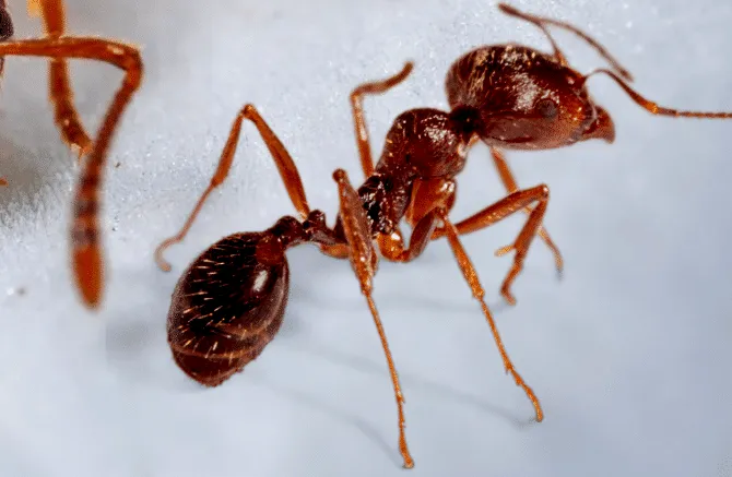 Come tenere lontane le formiche dalla casa in modo naturale