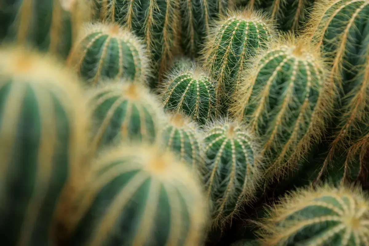La Rivoluzione Verde: Le Piante da Interno Invadono le Case