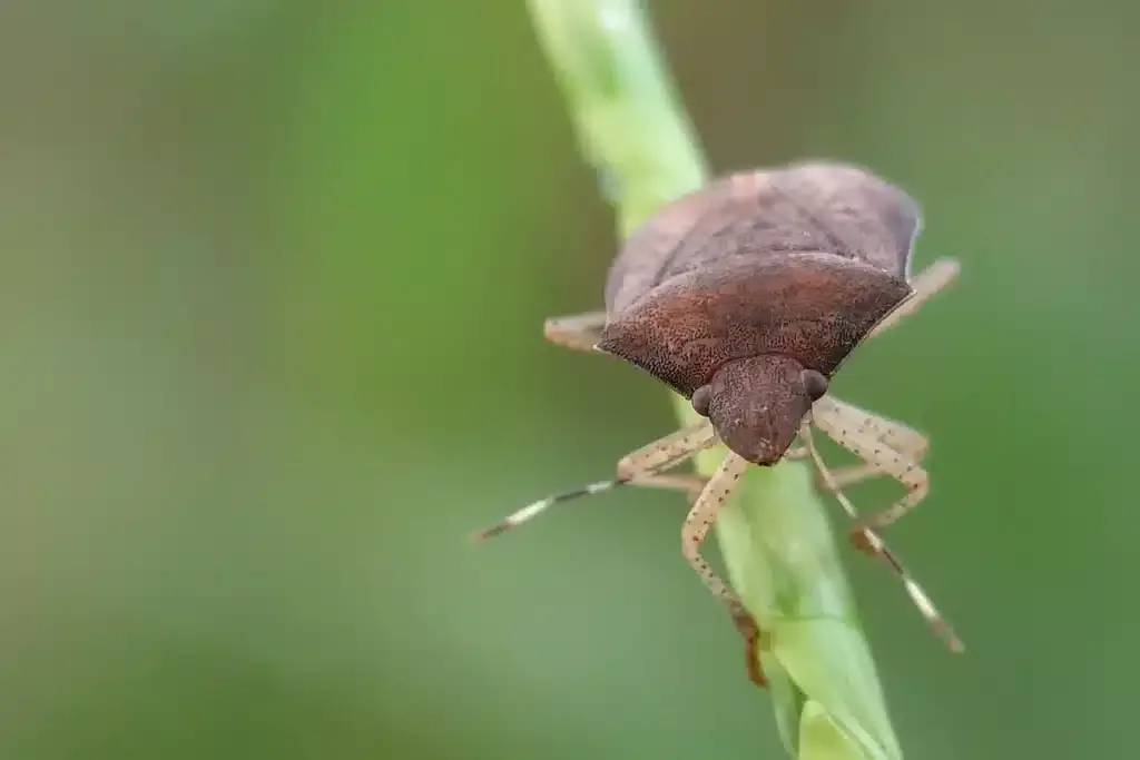 Come contrastare gli scarafaggi nel tuo giardino: soluzioni pratiche per il tuo spazio verde