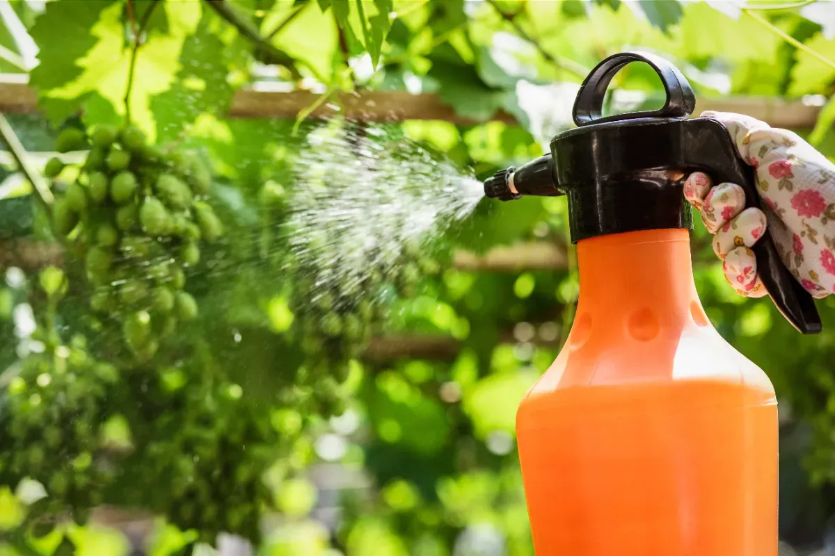 Soluzioni innovative per gestire le erbacce in giardino
