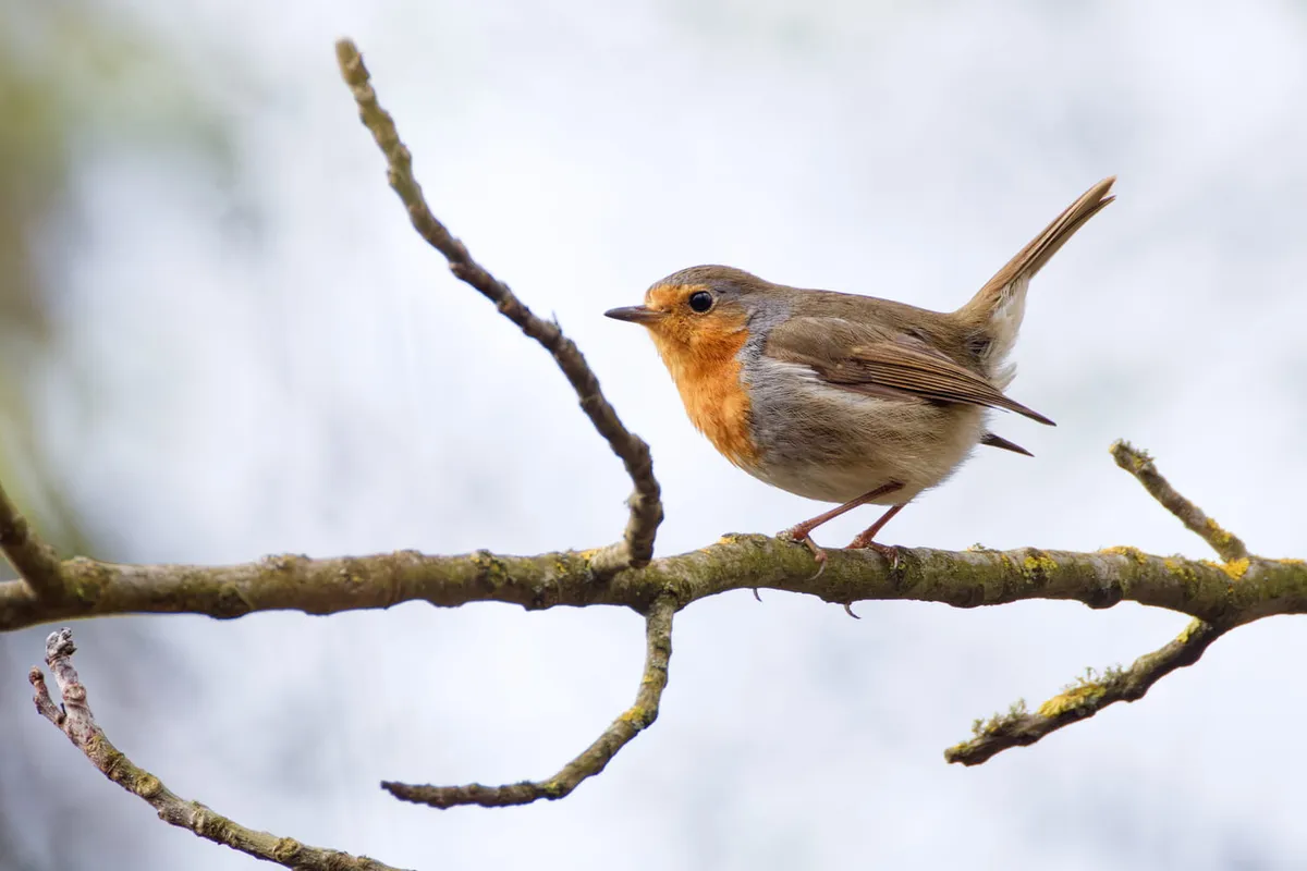 Attirare gli uccelli in giardino: il segreto dell'acqua